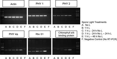 Two distinct light-induced reactions are needed to promote germination in spores of Ceratopteris richardii
